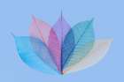 Multi-colored skeleton leaves arranged on light blue background Art Print